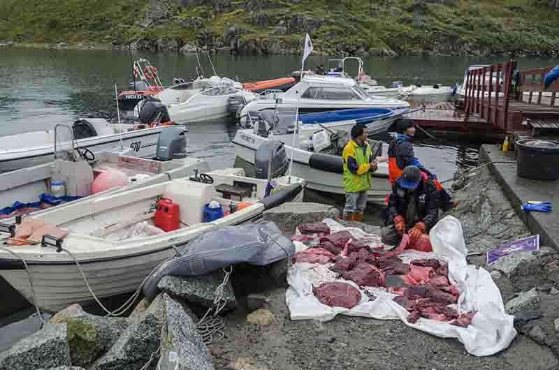 206 - Groenlandia - Narsaq - puerto y punto de venta de la pesca local - hoy ballena